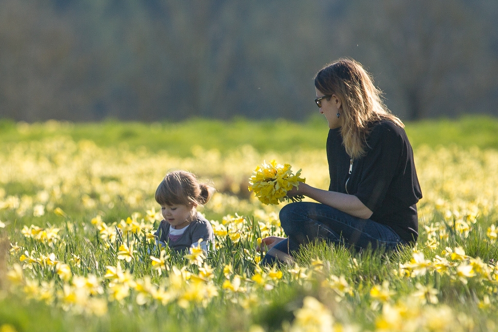 les jonquilles