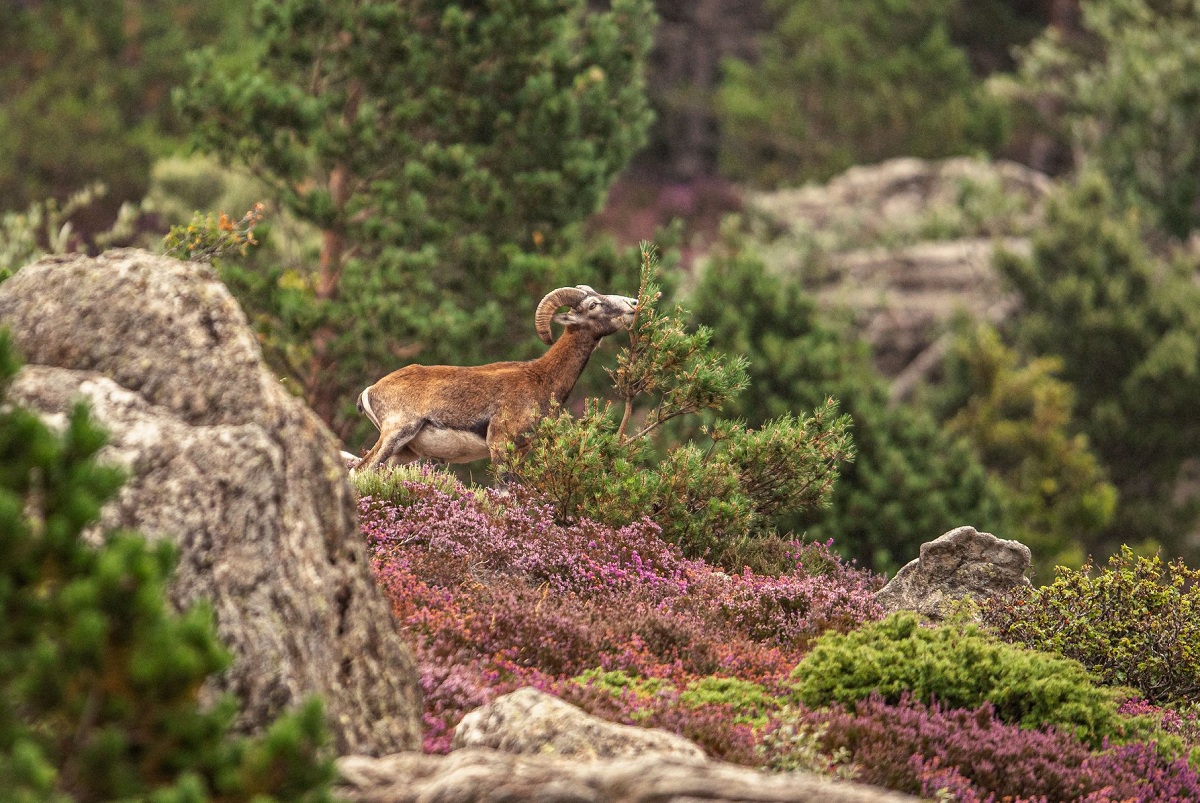 Mouflon méditerranéen du Caroux